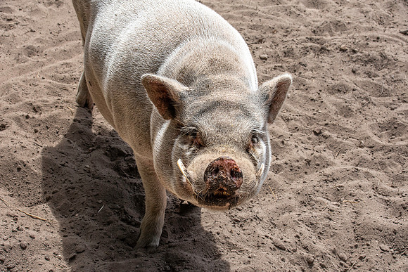 Pot bellied pig