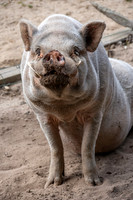 Pot bellied pig