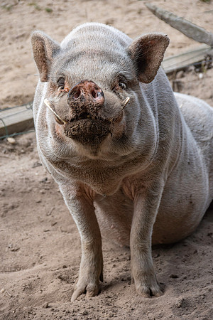 Pot bellied pig