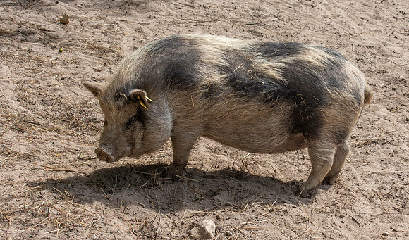 Pot bellied pig