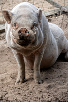 Pot bellied pig