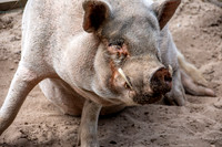 Pot bellied pig