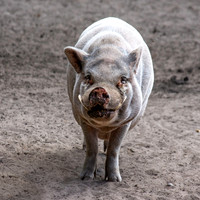 Pot bellied pig