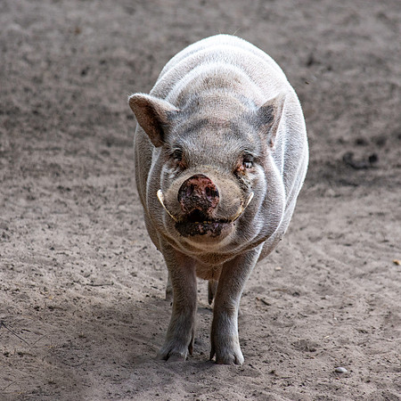 Pot bellied pig