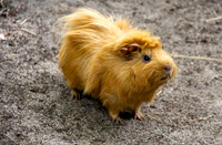 Guinea pig