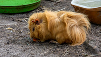 Guinea pig