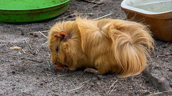 Guinea pig