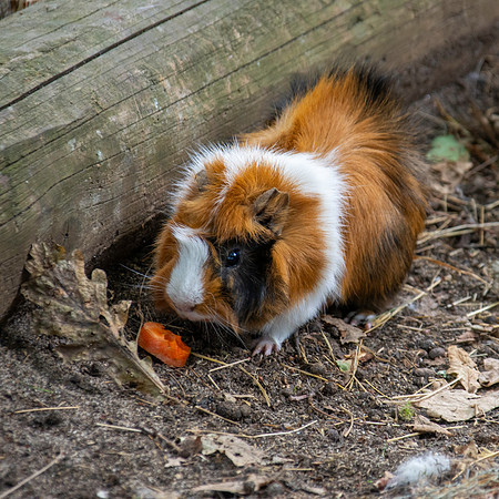 Guinea pig