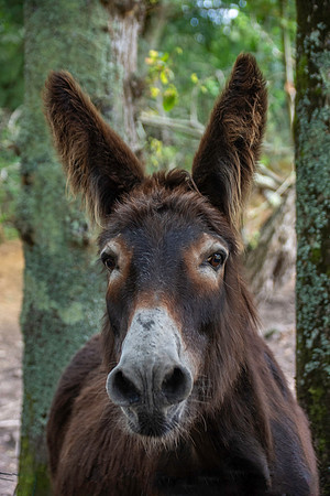 Donkey