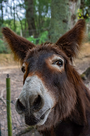 Donkey