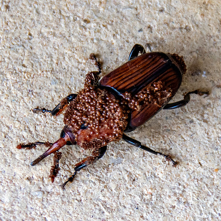 Red palm weevil