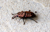 Red palm weevil