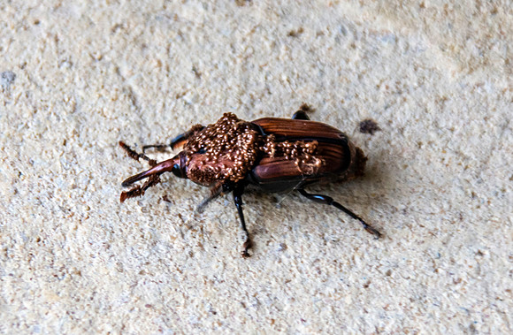 Red palm weevil