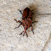 Red palm weevil