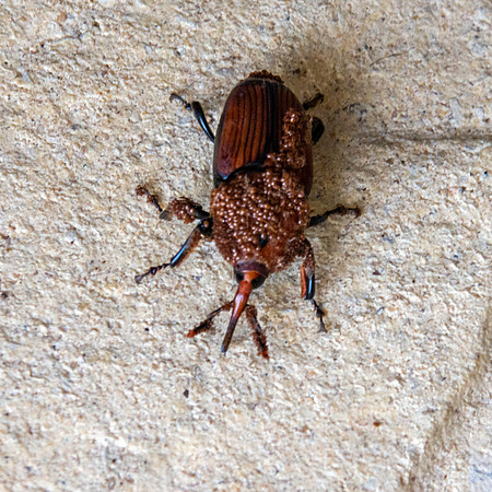 Red palm weevil