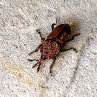 Red palm weevil