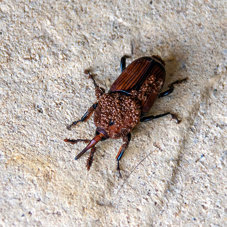 Red palm weevil