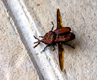 Red palm weevil