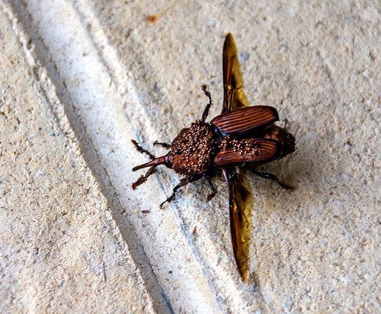Red palm weevil