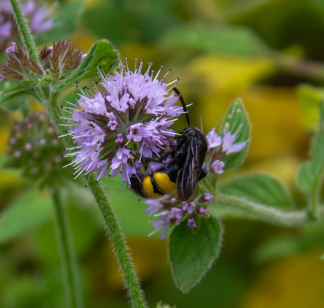 Four-spotted Scoliid wasp