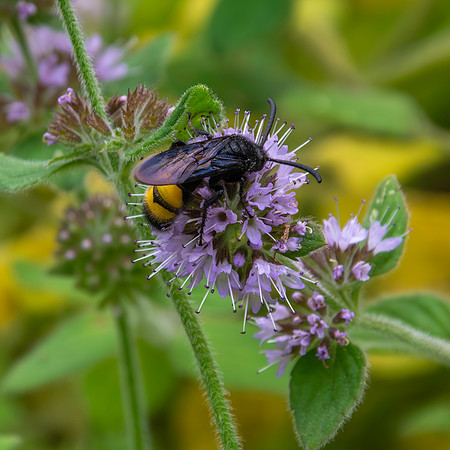 Four-spotted Scoliid wasp