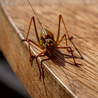 Saddle backed bush cricket