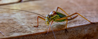 Saddle backed bush cricket