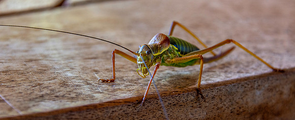 Saddle backed bush cricket