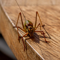 Saddle backed bush cricket