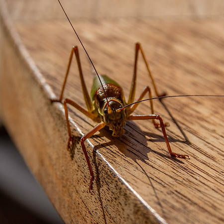 Saddle backed bush cricket