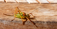 Saddle backed bush cricket