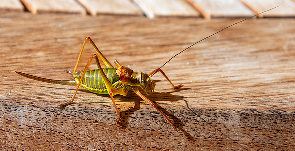 Saddle backed bush cricket
