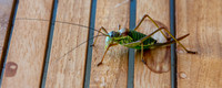 Saddle backed bush cricket