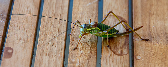 Saddle backed bush cricket