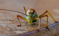 Saddle backed bush cricket