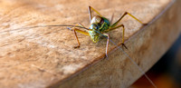 Saddle backed bush cricket