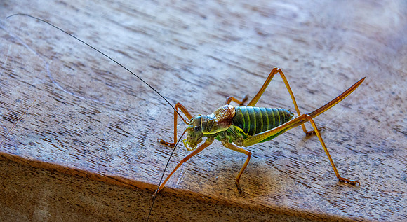 Saddle backed bush cricket