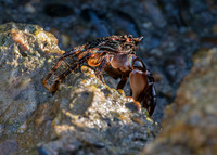 Stripe lined shore crab