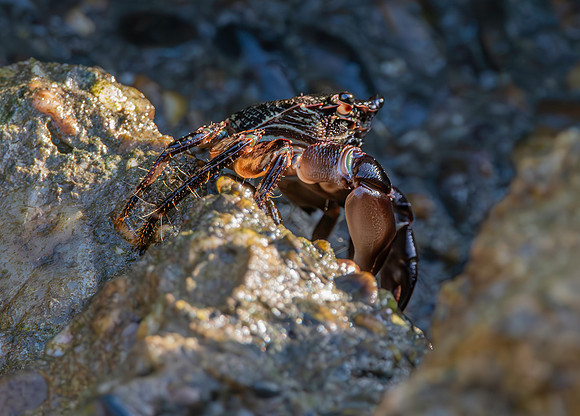 Stripe lined shore crab