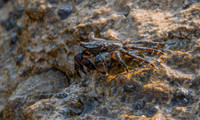 Stripe lined shore crab