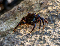 Stripe lined shore crab