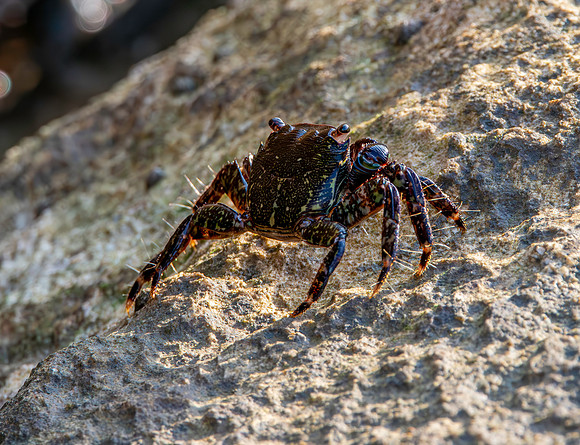 Stripe lined shore crab