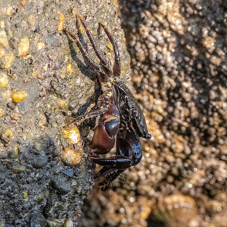 Stripe lined shore crab