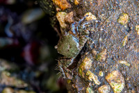 Stripe lined shore crab