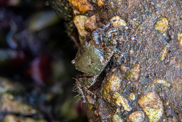 Stripe lined shore crab