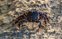Stripe lined shore crab