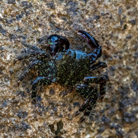 Stripe lined shore crab