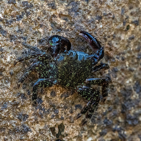 Stripe lined shore crab