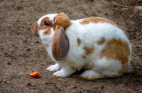 Lop eared rabbit