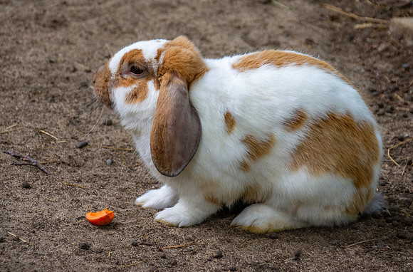 Lop eared rabbit